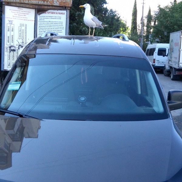 Катя Емонова