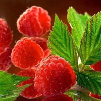 Елизавета Соколова