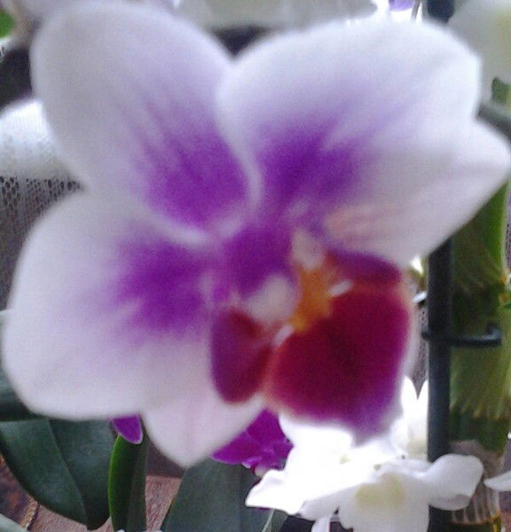 Елена Захарова