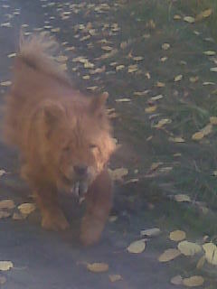 Галина Афонина