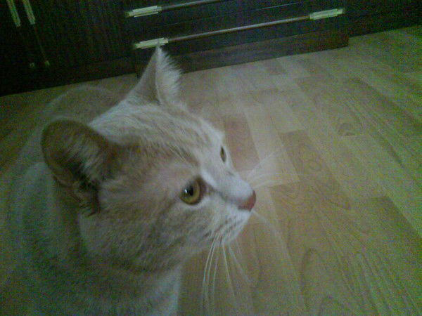 Сергей Коновалов