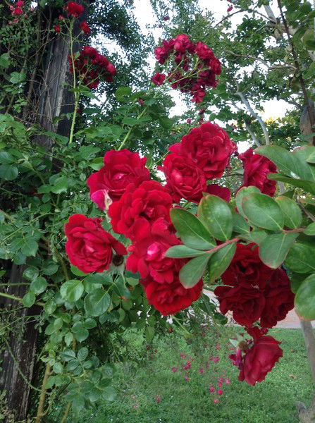 Маргарита Яковлева