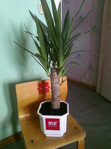 Всеволод Белов