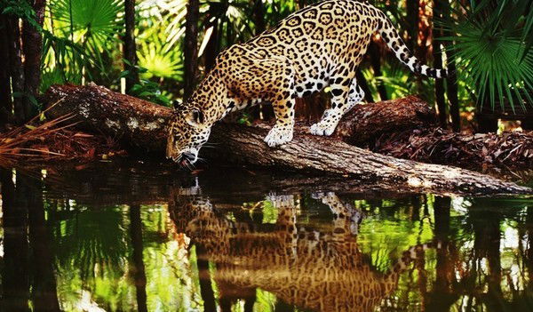 Эльвира Мусина