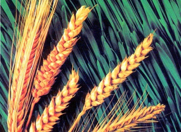 Отдел Сельского Хозяйства Иртышского Рай