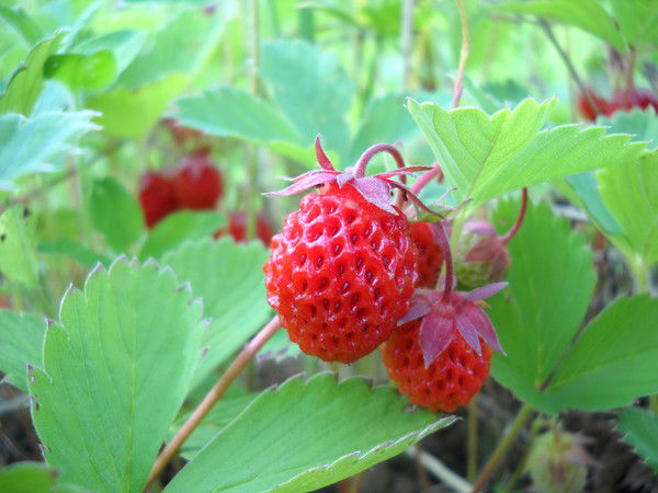 Ольга Малашенко