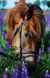 Виктория Яцковская