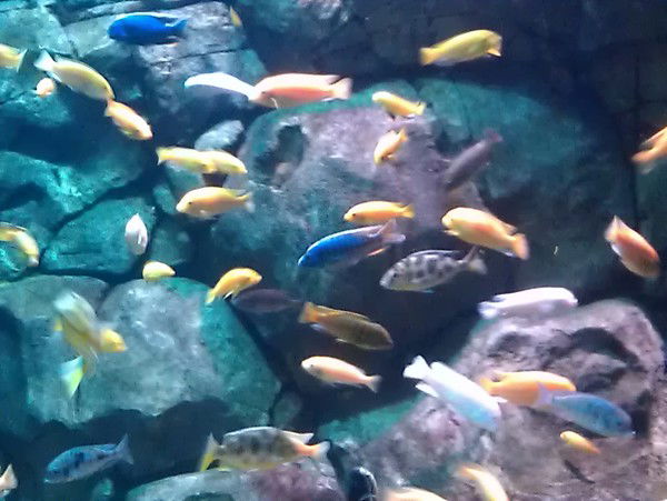 Алексей Ванин