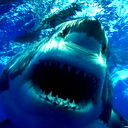 Shark Shark