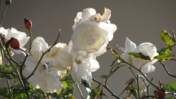 Лидия Антименкова