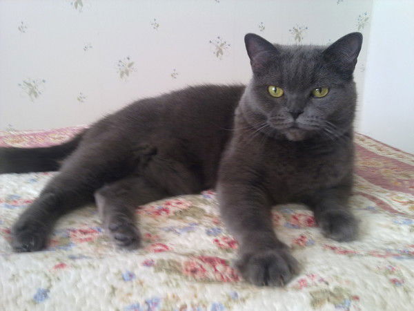 Елена Бачурина