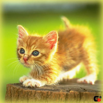 Наталья Комарницкая