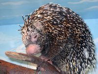 Михаил Балашов