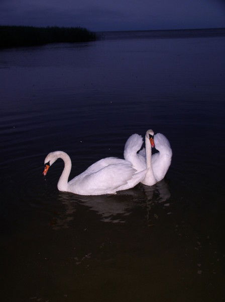 Дарина Васильева