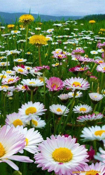 Елена Самолетова