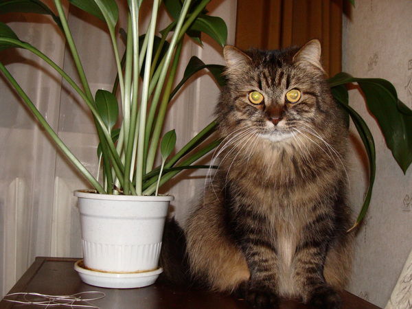 Александр Комаров