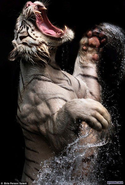 Сергей Яковлев