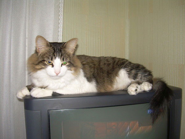 Николай Петров