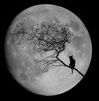 Олег Соколенко