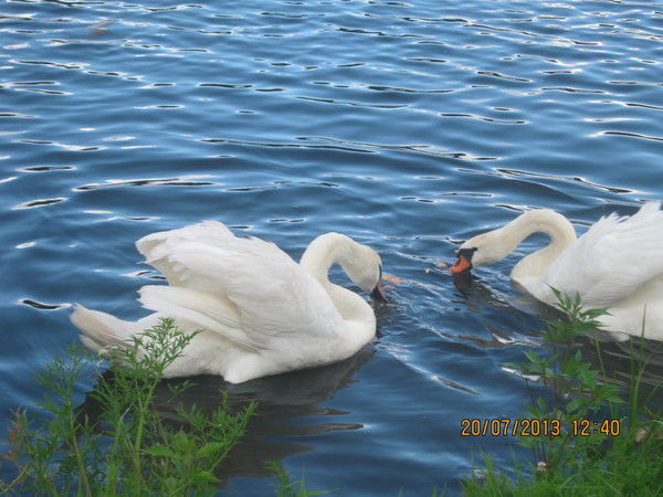 Вероника Карпук