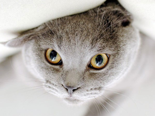 Светлана ***