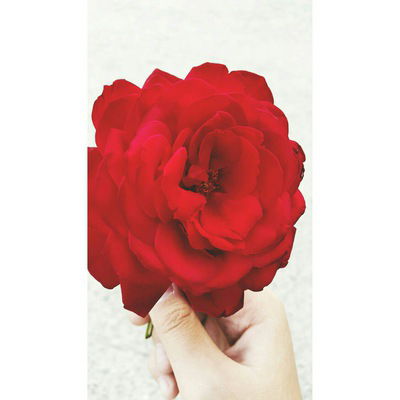 Эвелина Цой