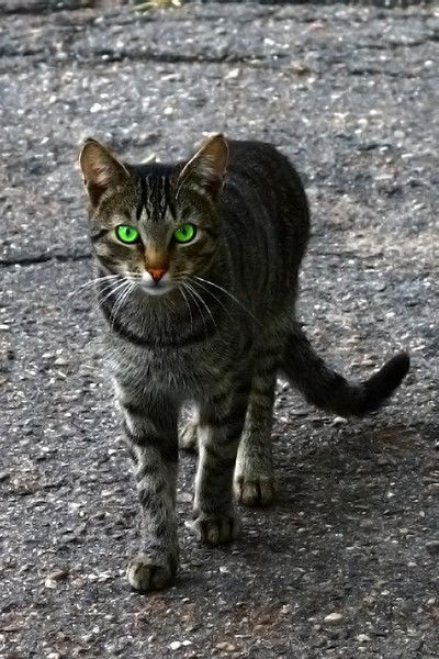 Виталий Рыжманов