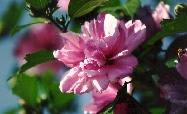 Жанар Халметова