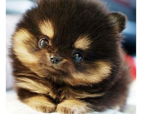 Александр Скибин