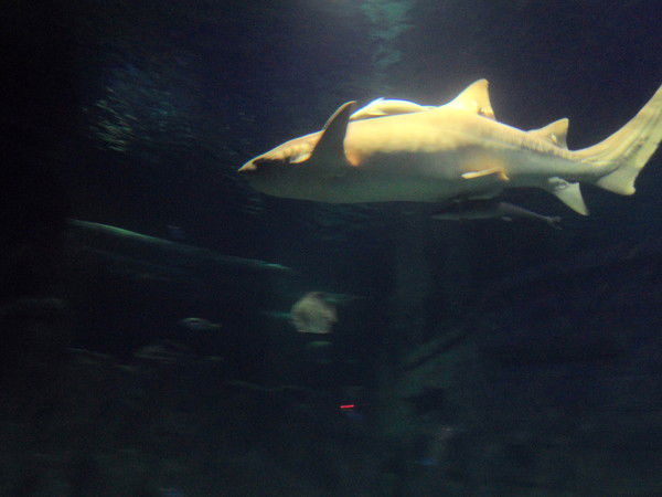 Рользинг Маша