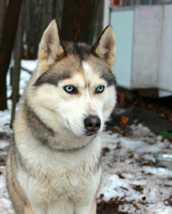 Джесси Альба