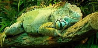 Юля Клеймёнова