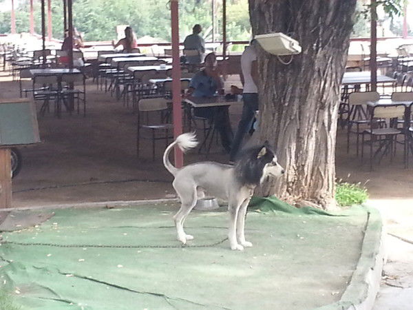 Светлана Иващенко