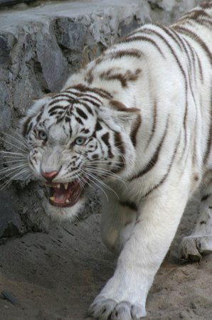 Владимир Катульский