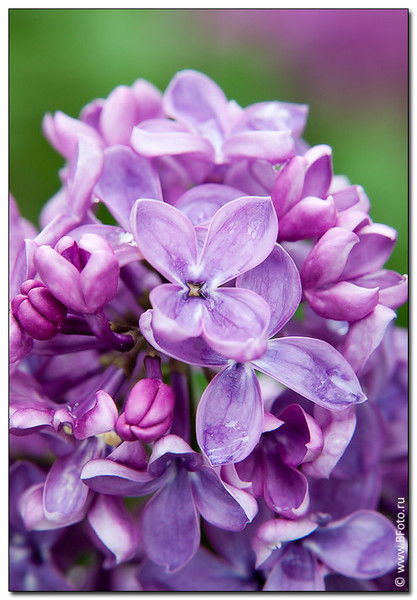 Людмила Петкович