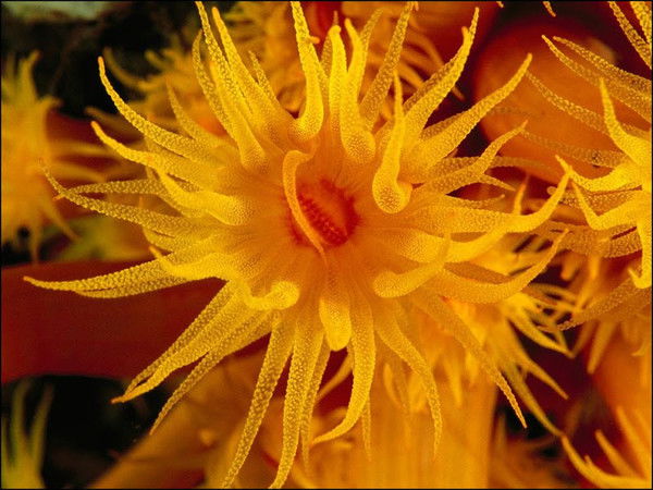 Фадейкина Елена