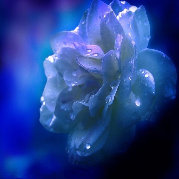 Лариса Падалка