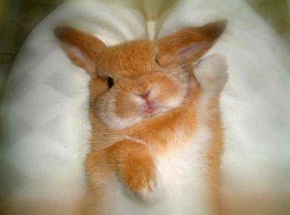 Сволочь Сволочь