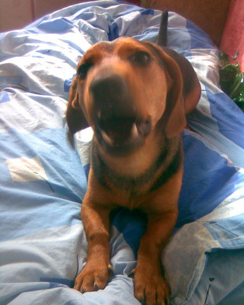 Александр Белько