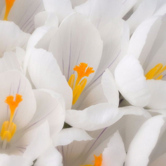 Uzgenkg Kurmanali Uulu