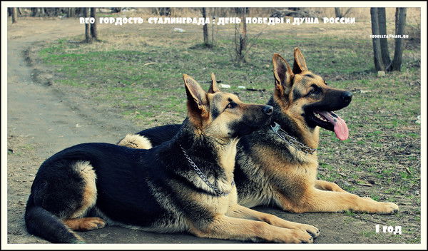 Анастасия Тарасова