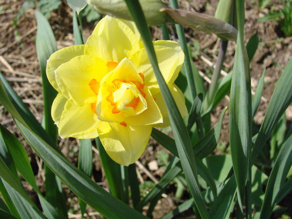 Елена Черных