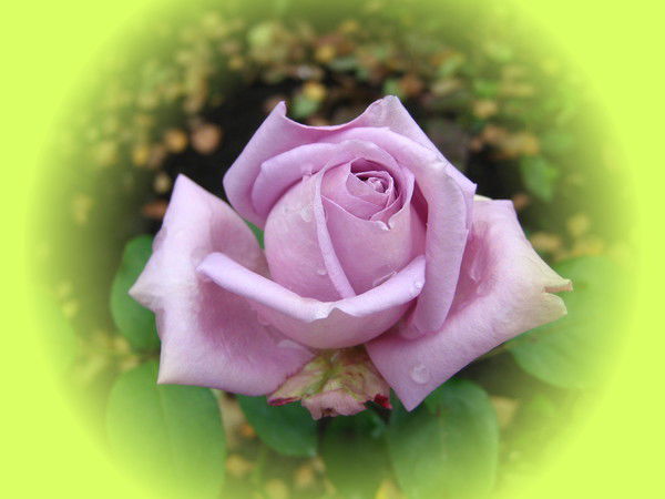 Галина Журавлёва