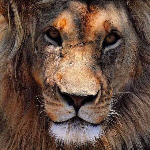 Александр Чумаченко