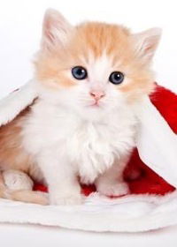 Оля Сторожева