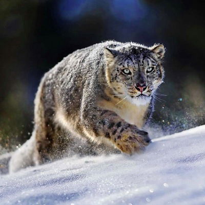 Данила Бражников