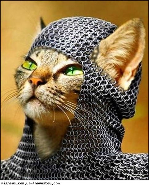 Алла Цвилодуб