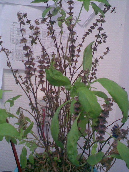 Гания Жиынова