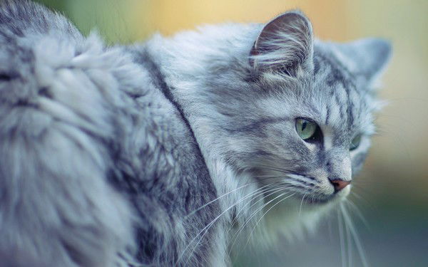 Павел Устинов