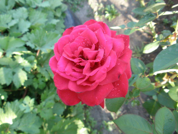 Зоя Лимарева